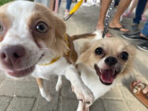 Natal Pet oferta ações para cães e gatos no bairro São Vicente de Paulo