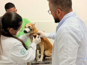 Natal Pet reúne serviços veterinários e promove cuidado com os animais em Vitória