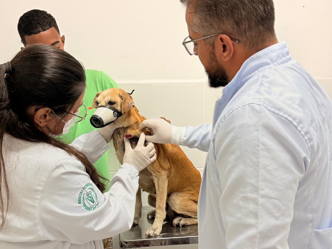 Natal Pet reúne serviços veterinários e promove cuidado com os animais em Vitória